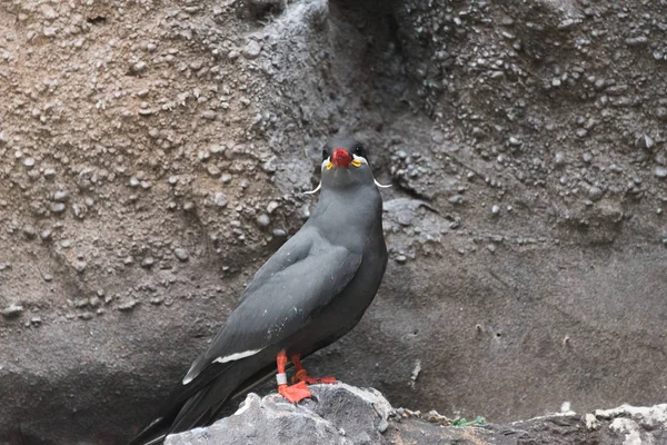 Kleine grijze meeuw in een dierentuin — Stockfoto