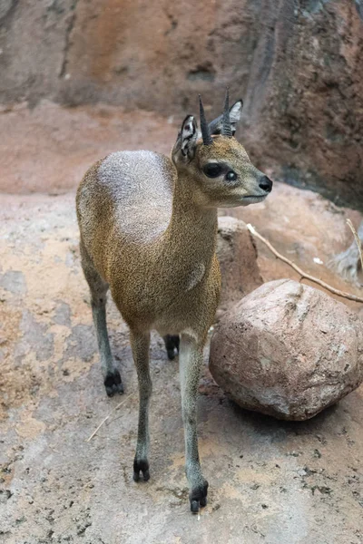 Egy állatkert-kis fiatal klipspringer — Stock Fotó