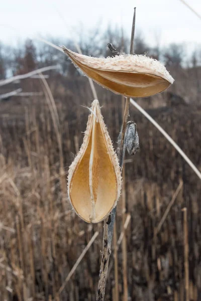 Bulrush seco en un campo en un día de invierno —  Fotos de Stock