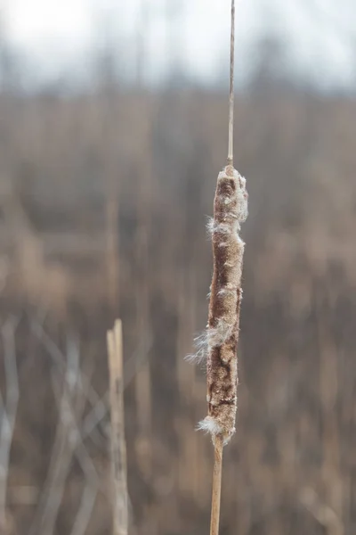 Bulrush seco em um campo em um dia de inverno — Fotografia de Stock