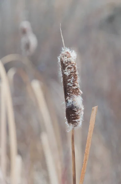 Bulrush seco em um campo em um dia de inverno — Fotografia de Stock