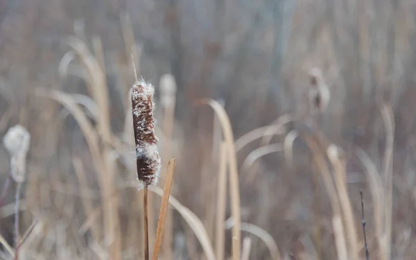 Bulrush seco em um campo em um dia de inverno — Fotografia de Stock