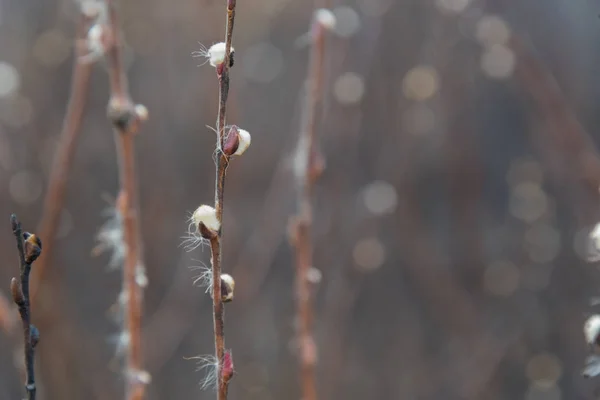 Bir alanı bir kış gününde kuru bulrush — Stok fotoğraf