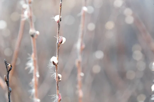 Bulrush seco en un campo en un día de invierno — Foto de Stock