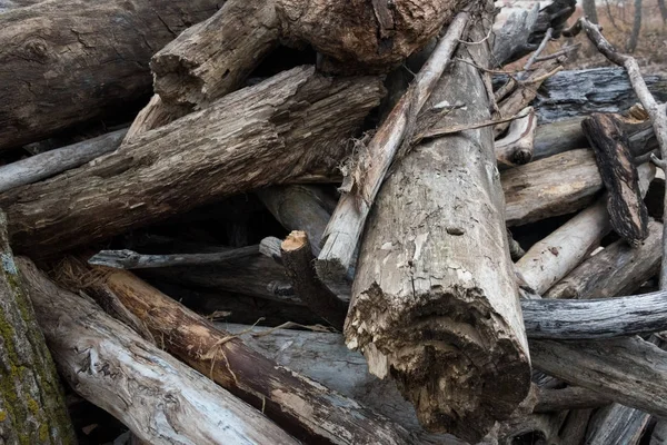 Vieille forêt sèche sur une plage de lac — Photo