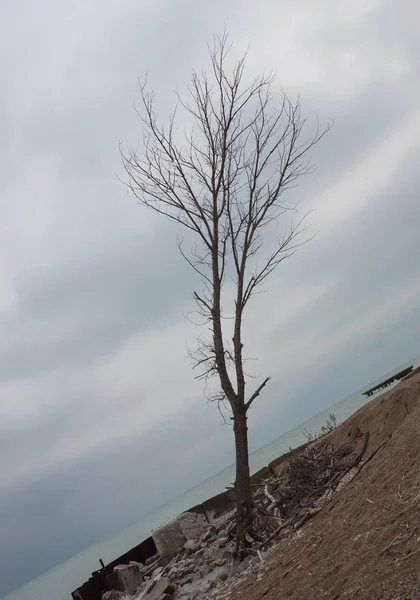 Árvore inclinada em uma praia de Michigan Lake — Fotografia de Stock