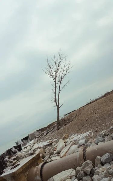 Árbol inclinado en una playa de Michigan Lake —  Fotos de Stock