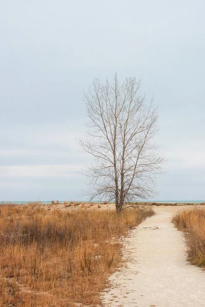 Árvore em um campo em um lago de Michigan no parque de Illinois — Fotografia de Stock