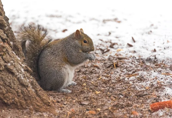 Mały szary wiewiórka na śniegu w parku na chłodne zimowe wieczory — Zdjęcie stockowe