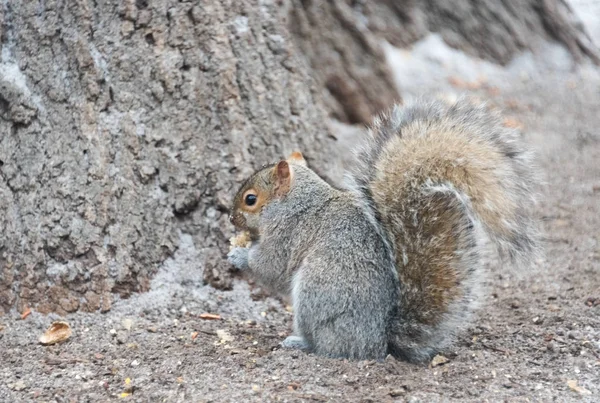 Small grey squirrel on the snow in the park on a cold winter day — Stock Photo, Image