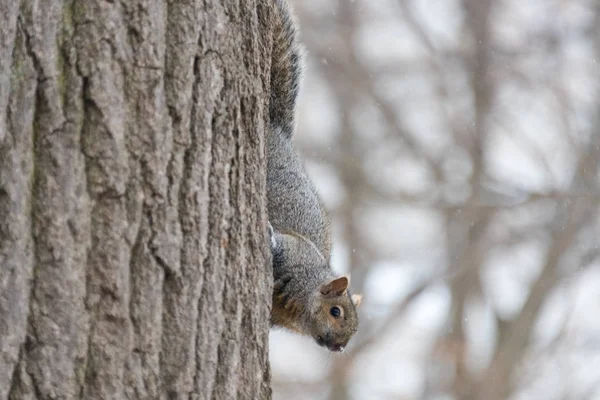 Kis szürke mókus a hóban-a parkban, egy hideg téli napon — Stock Fotó