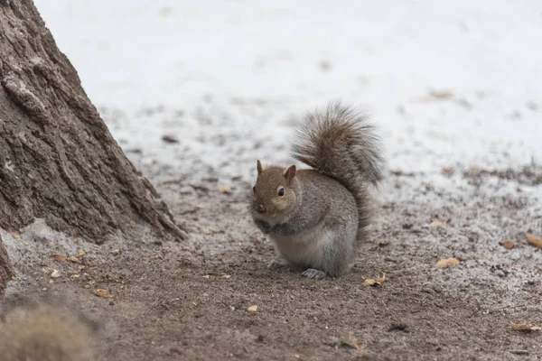 Kleine grijze eekhoorn in de sneeuw in het park op een koude winterdag — Stockfoto