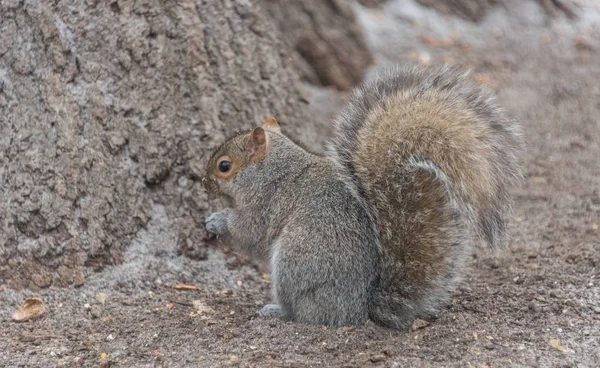 Kleines graues Eichhörnchen auf dem Schnee im Park an einem kalten Wintertag — Stockfoto