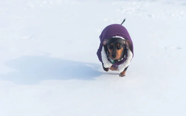 Roztomilé černé jezevčík v purpurovém plášti běžící na snow park Fuj — Stock fotografie