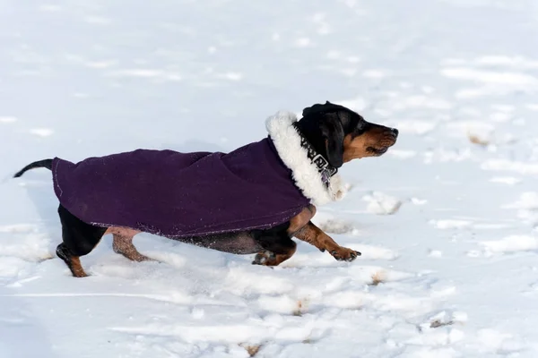 Mignon teckel noir dans un manteau violet qui court sur un snowpark fie — Photo