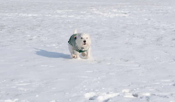West Highland White Terrier playing in a snow in the park — Stock Photo, Image
