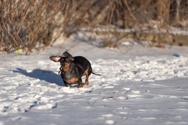Karda oynayan sevimli siyah dachshund