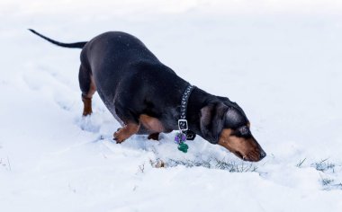 Karda oynayan sevimli siyah dachshund