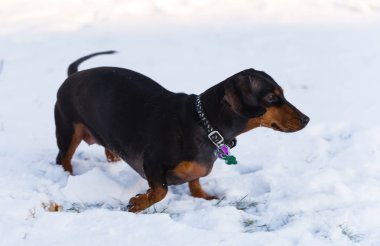 Karda oynayan sevimli siyah dachshund