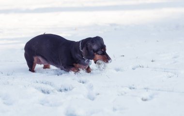 Karda oynayan sevimli siyah dachshund