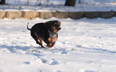 Karda oynayan sevimli siyah dachshund