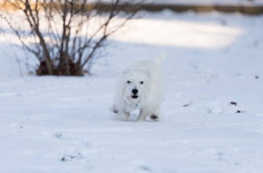 Şirin batı dağlık beyaz korkunç karda oynarken