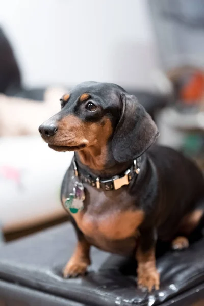 Siyah Bir Divan Sevimli Siyah Dachshund — Stok fotoğraf