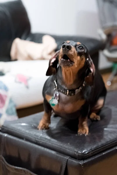 Siyah Bir Divan Sevimli Siyah Dachshund — Stok fotoğraf