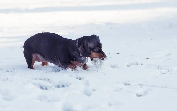 Niedlicher Schwarzer Dackel Spielt Schnee — Stockfoto