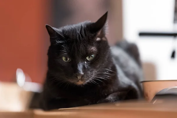 Schattig Zwarte Binnenlandse Kat Opleggen Aan Een Tabel — Stockfoto