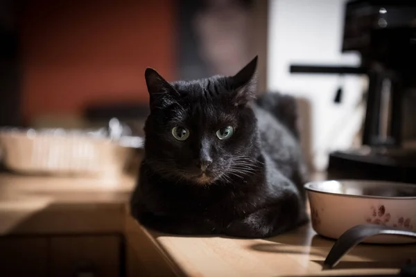 Симпатичный Черный Домашний Кот Лежит Столе — стоковое фото