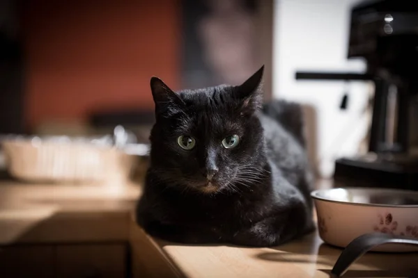Gato Doméstico Preto Bonito Que Põe Uma Mesa — Fotografia de Stock
