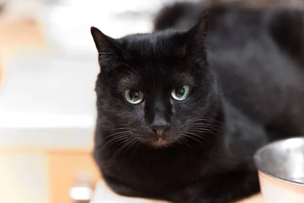 Niedliche Schwarze Hauskatze Liegt Auf Einem Tisch — Stockfoto