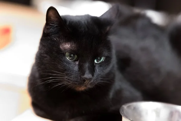 Niedliche Schwarze Hauskatze Liegt Auf Einem Tisch — Stockfoto