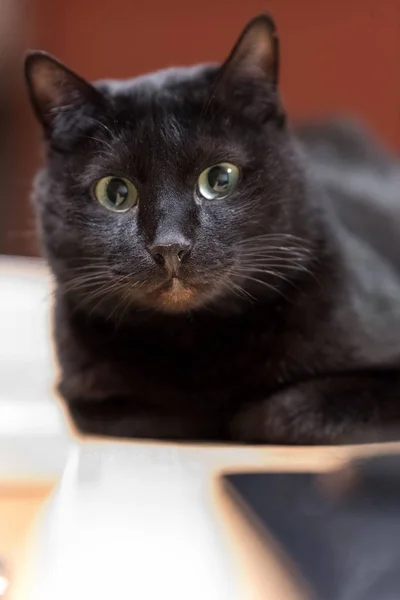 Sevimli Siyah Yerli Kedi Bir Tablo Üzerinde Döşeme — Stok fotoğraf