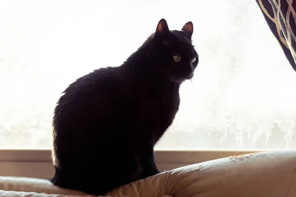 Bir Pencere Üzerinde Oturan Sevimli Siyah Yerli Kedi — Stok fotoğraf