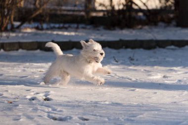 Şirin batı dağlık beyaz korkunç karda oynarken