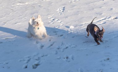 Dachshund ve batı dağlık beyaz korkunç bir karda oynarken