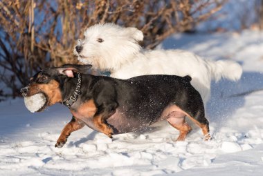 Dachshund ve batı dağlık beyaz korkunç bir karda oynarken