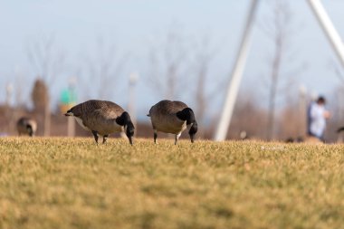 Chicago parkta çim yeme büyük kaz