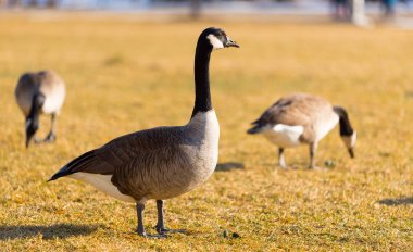 Chicago parkta çim yeme büyük kaz