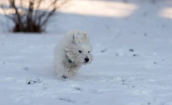 Cute West Highland Bianco Terrier Giocare Nella Neve — Foto Stock
