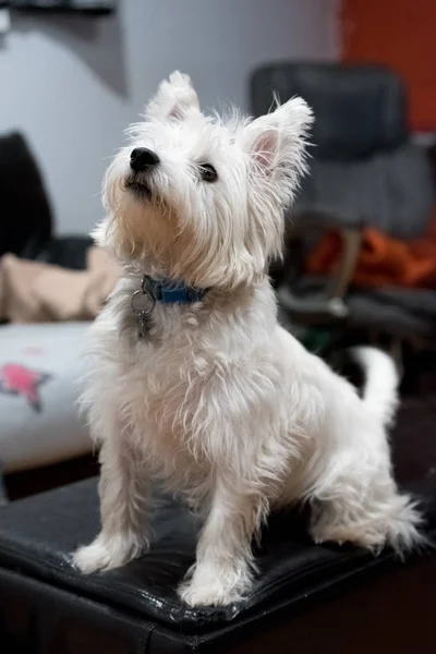 Schattig West Highland White Terrier Zittend Een Bank — Stockfoto