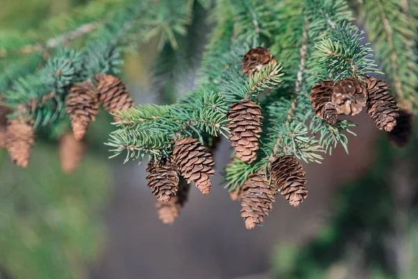 Liten Brun Fir Och Kära Gren Tall — Stockfoto