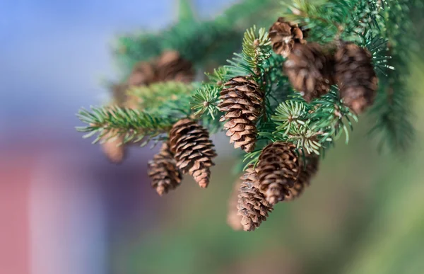 Kleine Bruine Fir Degenen Een Tak Van Een Naaldboom — Stockfoto