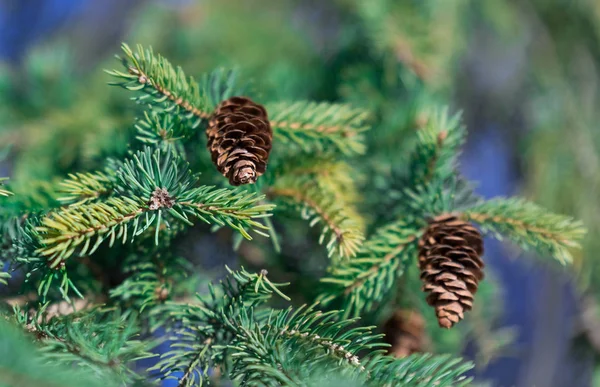 Petits Sapins Bruns Sur Une Branche Pin — Photo