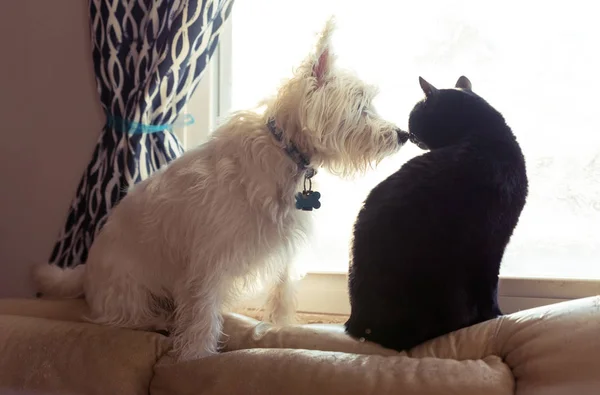 Batı highland terrier ve bir pencere üzerinde oturan siyah bir kedi