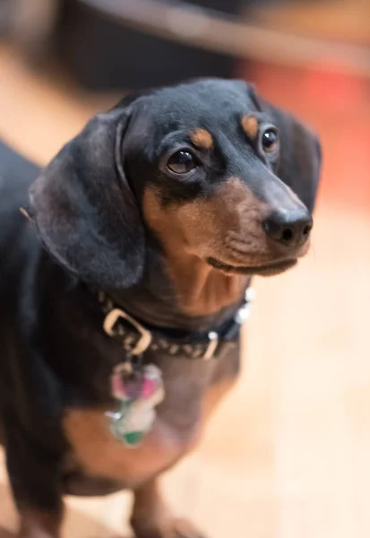 Dachshund Hitam Muda Tinggal Lantai Kayu — Stok Foto