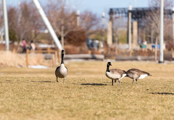 Grandes Gansos Comiendo Hierba Parque Chicago —  Fotos de Stock