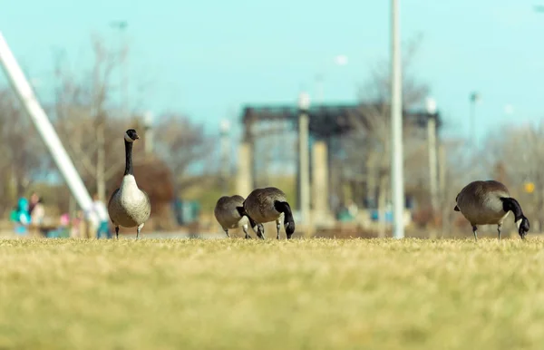 Grandes Gansos Comiendo Hierba Parque Chicago —  Fotos de Stock